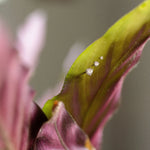 white gold studs in 3 sizes in leaf with green and maroon colours