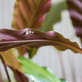 three round diamond stud earrings in three sizes in maroon leaf with blurred leaves in background