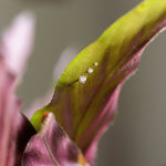 diamond earrings in three sizes in green and red leaf
