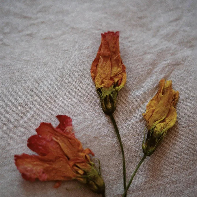When is Valentines Day 2027? Origins of the occasion and tips for making it special-Wild Fawn Jewellery