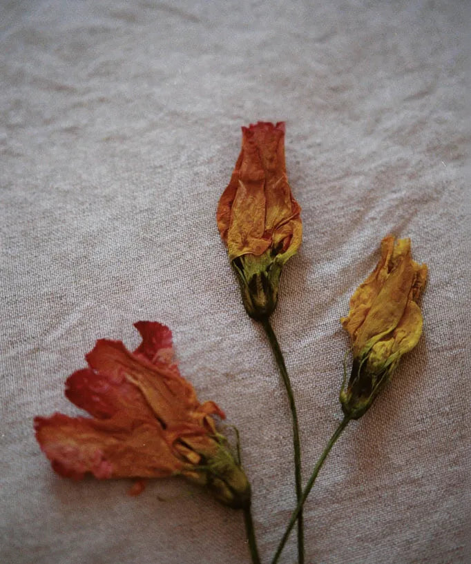 When is Valentines Day 2027? Origins of the occasion and tips for making it special-Wild Fawn Jewellery