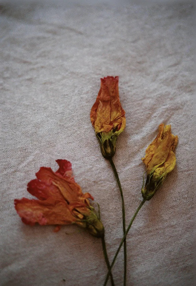 When is Valentines Day 2027? Origins of the occasion and tips for making it special-Wild Fawn Jewellery