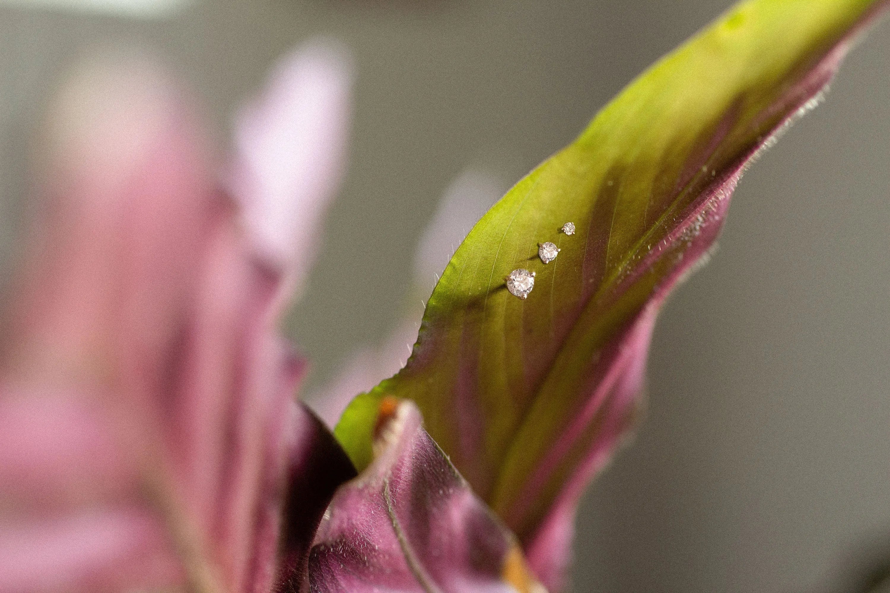 introducing our new diamond stud collection, captured in a leaf