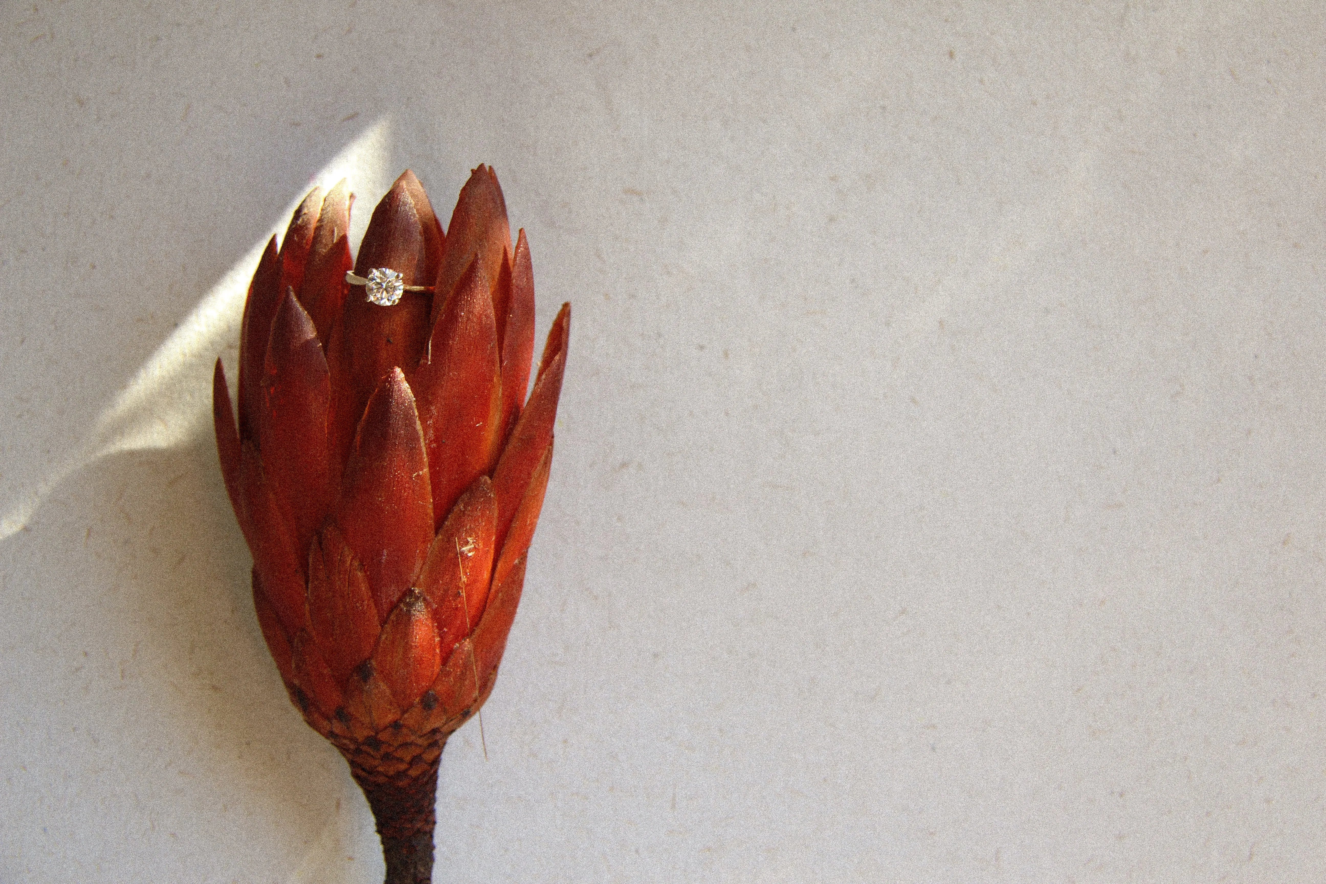 diamond engagement ring in flower with sunlight and shadow