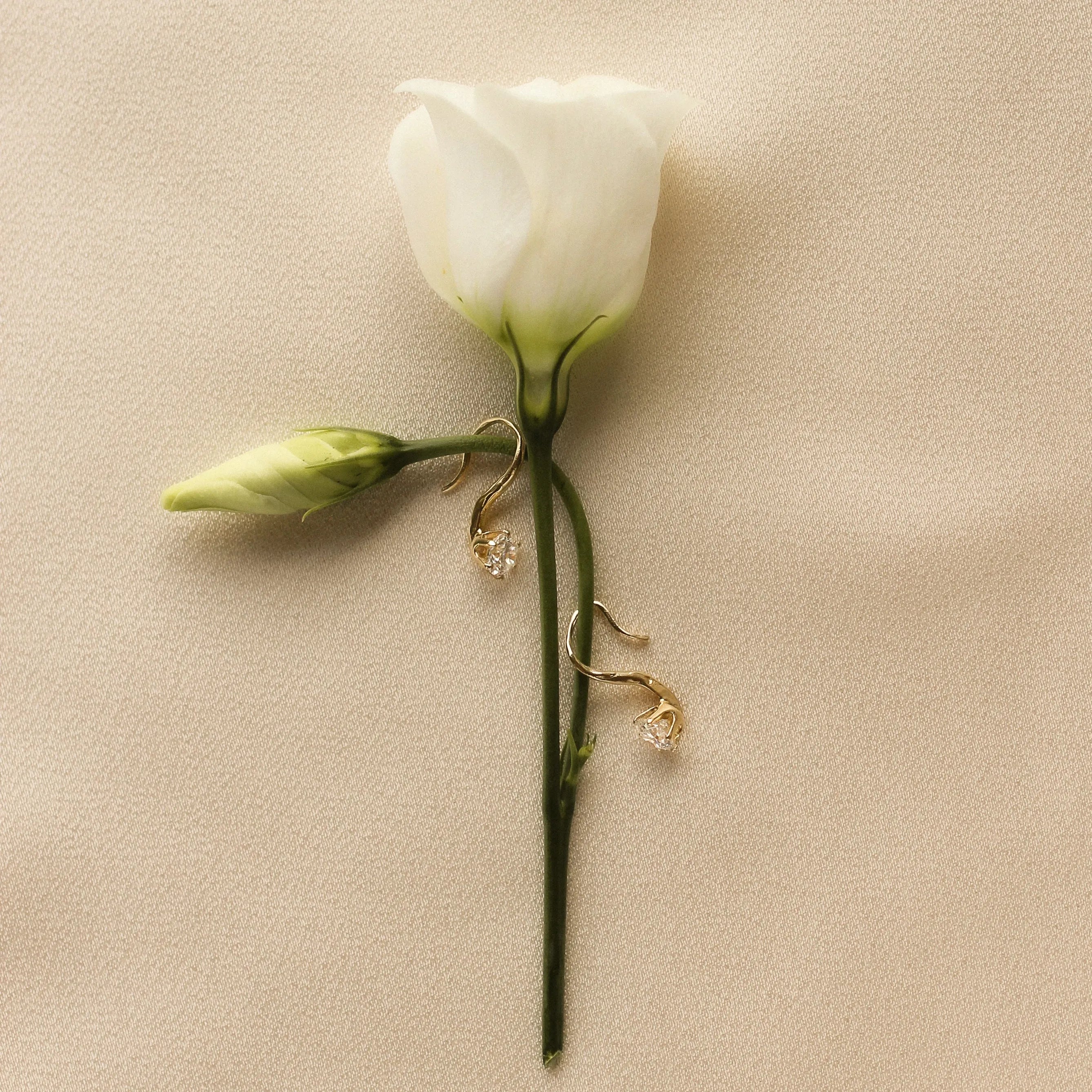 White rose with gold hook diamond earrings on a beige fabric background