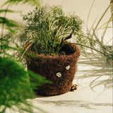 a plant with green leaves and moss pot with silver knot studs in the pot with shadows