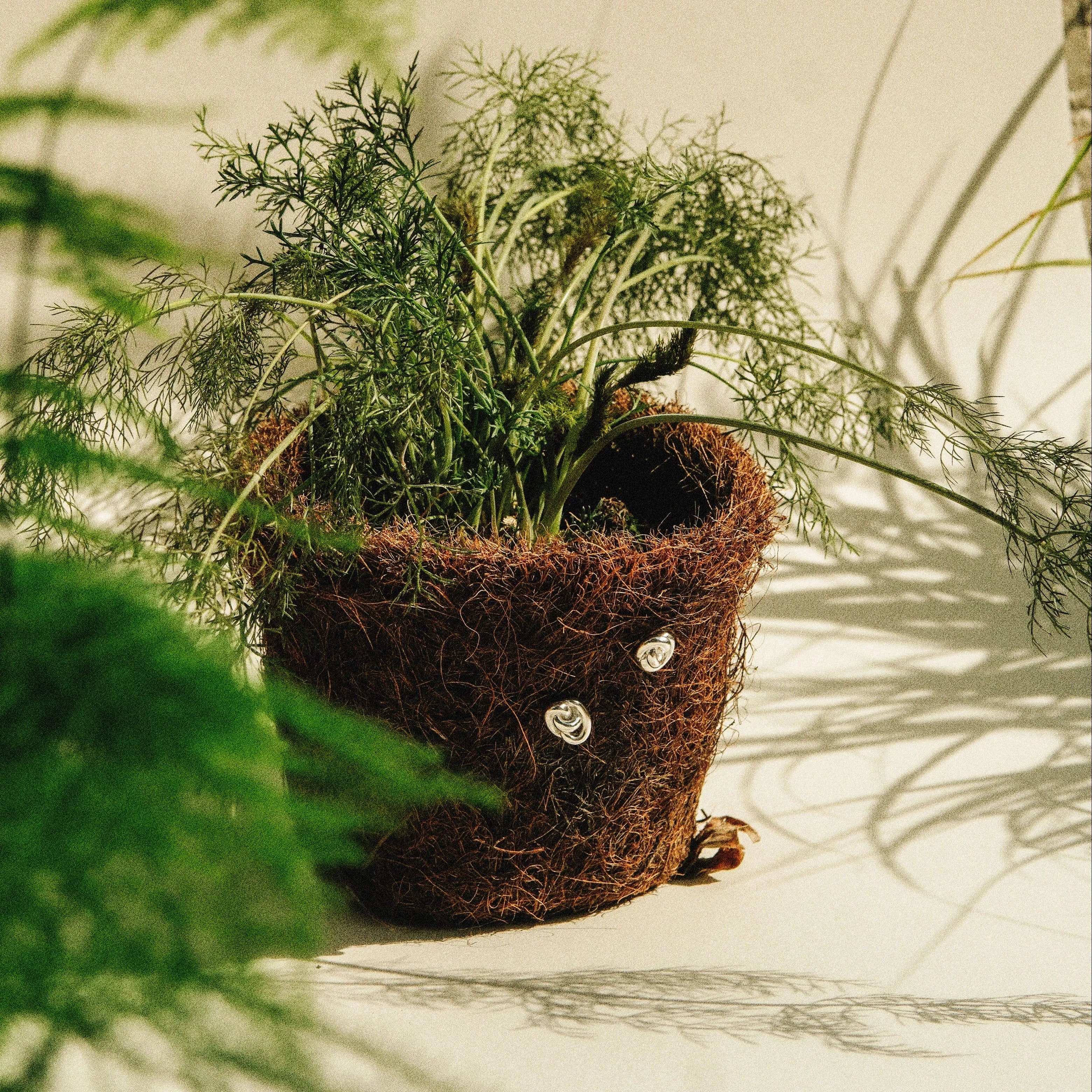 a plant with green leaves and moss pot with silver knot studs in the pot with shadows