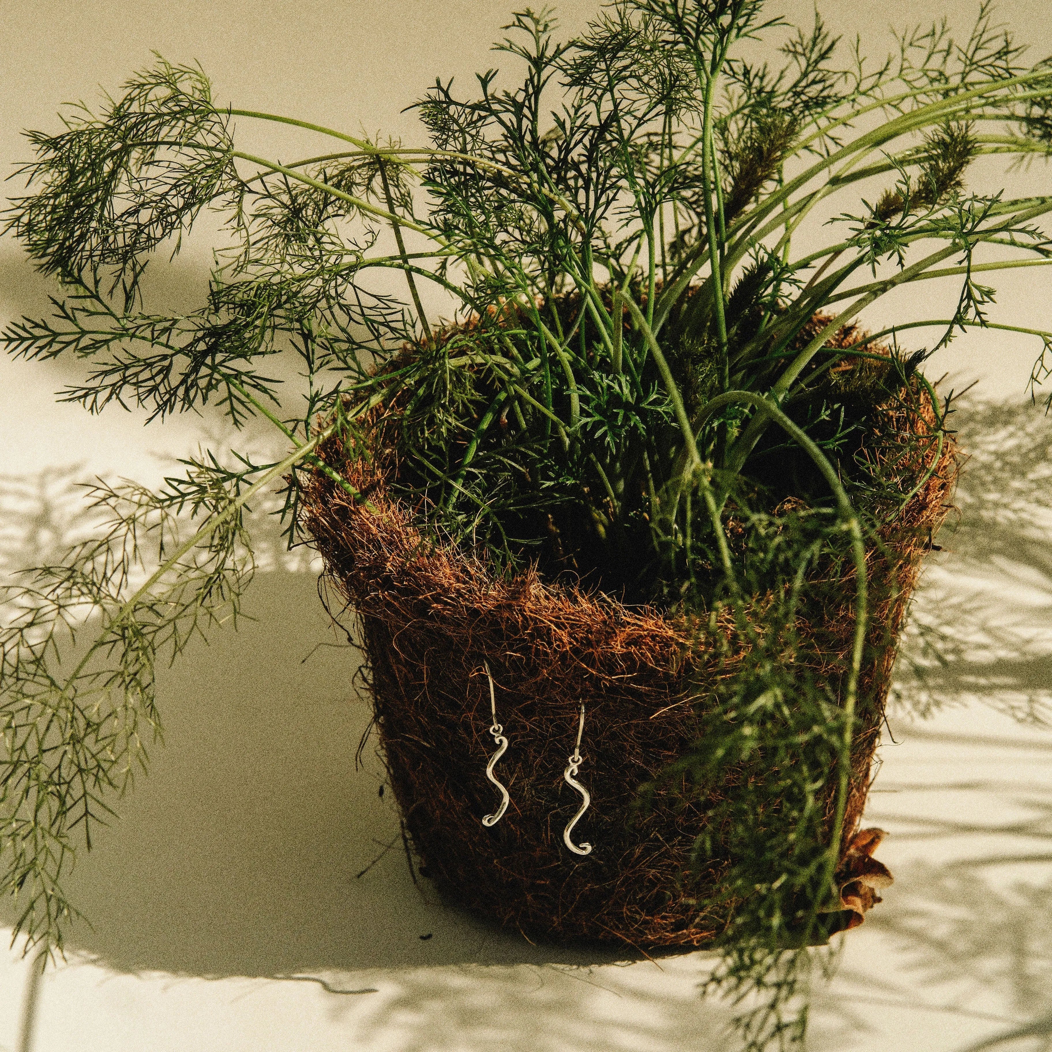 A pair of silver wavy hoop earrings hanging from a brown coir pot filled with green dill plants, set against a warm beige background with soft shadows.