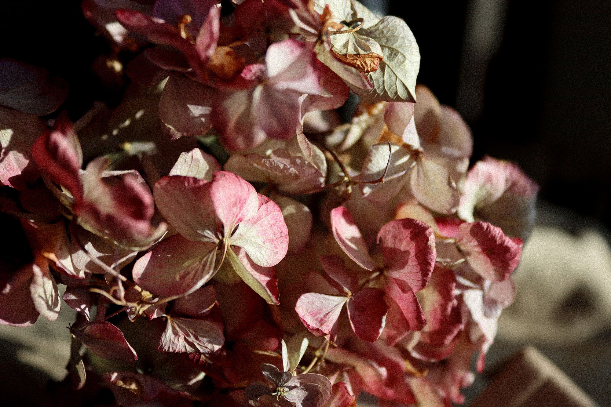 dried hydrangeas for valentines day gift ideas
